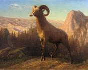 A Rocky Mountain Sheep Ovis Montana - 阿尔伯特·比尔施塔特